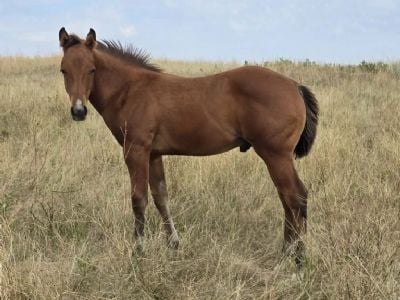 Top Gun Wolfman JW <BR>AQHA 6494221